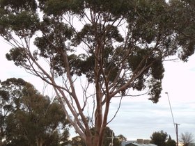 Eucalyptus salmonophloia.JPG